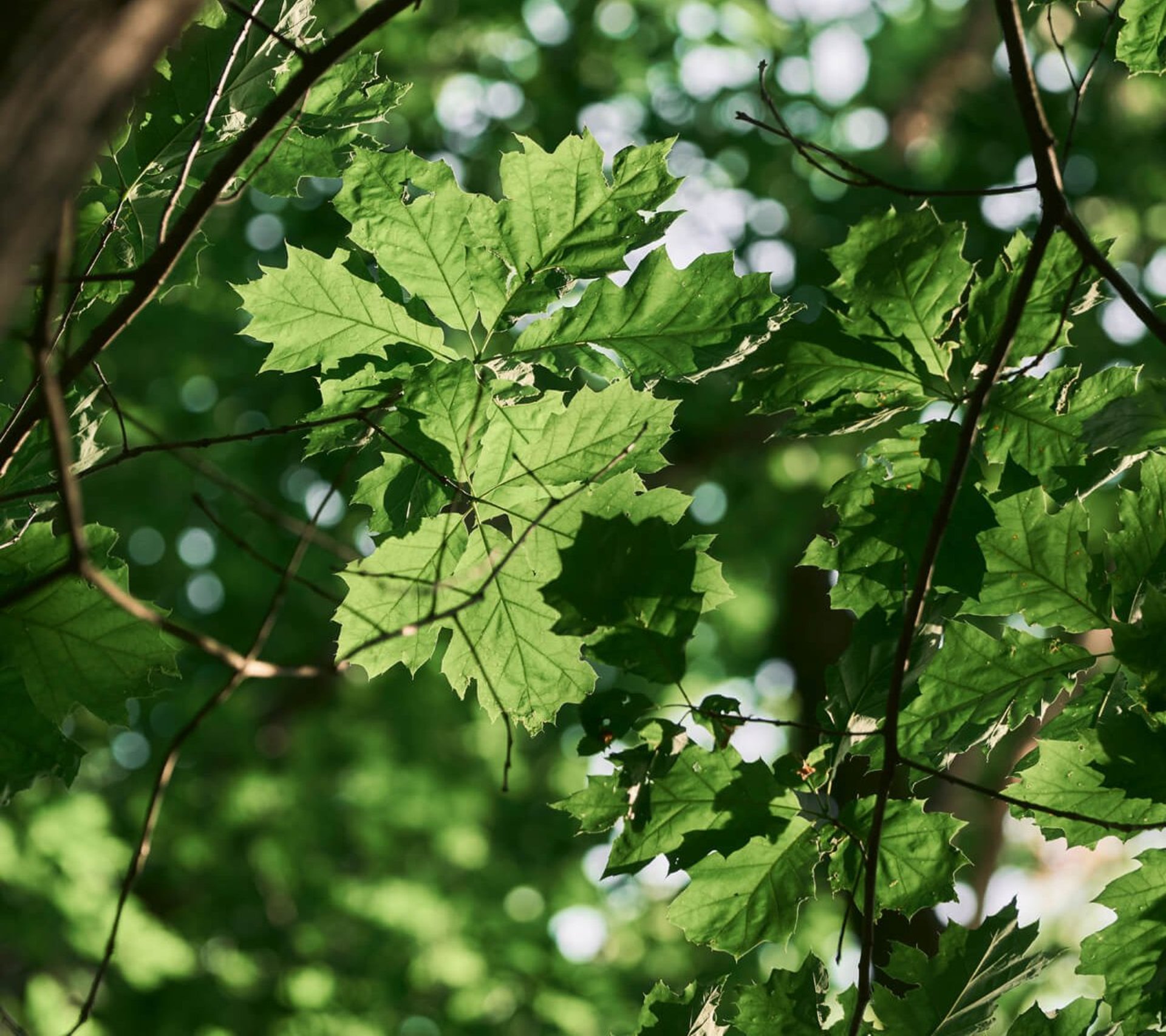 Waldbaden in Bad Hall