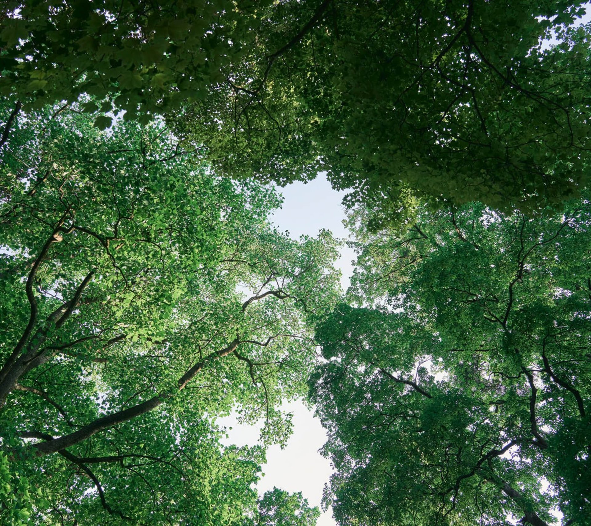 Waldbaden im Park Bad Hall