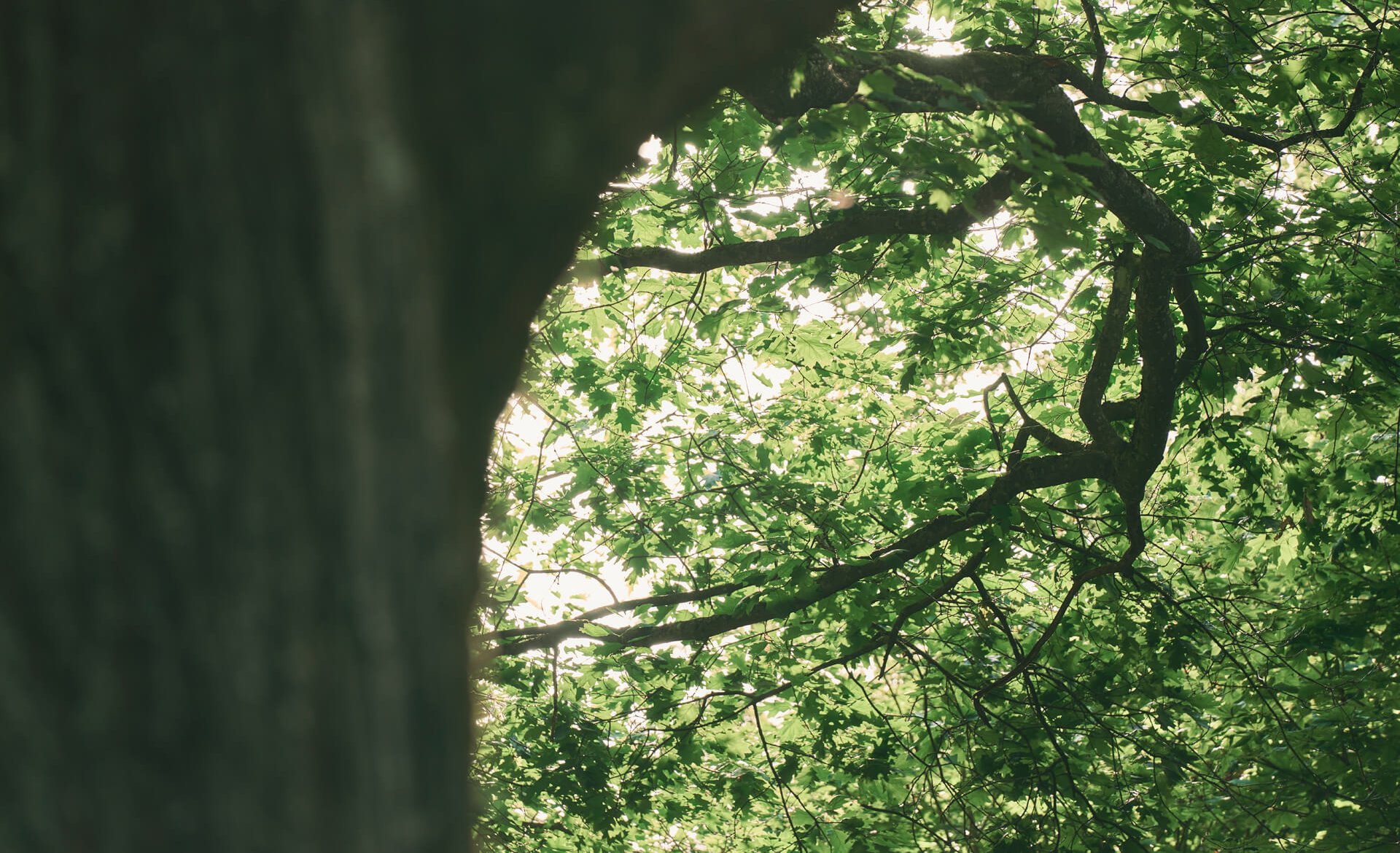 Urlaub mit Hund in Bad Hall